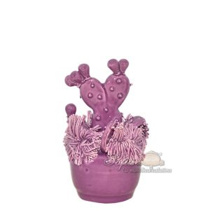 Pianta grassa piccola h 12 glicine - Bomboniera