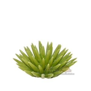 Riccio di mare 2°M Ø 15 verde foglia